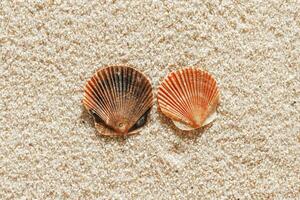 Collection of seashell scattered on fine sand, minimal nature pattern at soft sunlight, natural oceanic and summer textures, beach mood and sea style background, summer relaxation, harmony photo