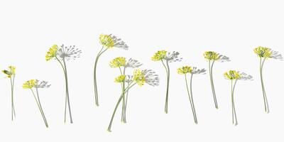 Flowering macro blooms plant dill, nature umbrella flowers of herb Dill on white. Aesthetic pattern of spicy herb fennel. Natural minimal still life banner with inflorescences of fennel photo