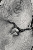 Slice of wood timber with juniper tree rings and knot as natural geometric black and white pattern, abstract nature background. Natural wooden organic textures and shapes, monochrome bw gradient photo