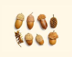 Acorn painted golden color isolated on beige background. Autumn time minimal concept. Fall harvest season, autumnal natural materials, square pattern from acorns. Trend nature flat lay, aesthetic photo