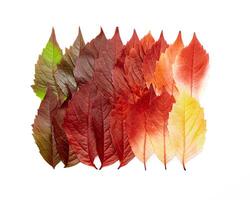 Autumn square pattern of fall leaves isolated on white background, red yellow green gradient colors, flat lay fallen seasonal leaves. Top view colored foliage, autumn tones and textures photo