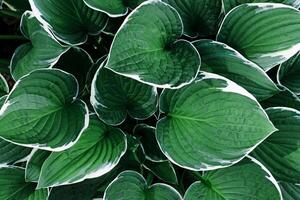 Dark green leaf closeup texture, Hosta plant leaves natural background, abstract botanical pattern with organic shapes, natural beauty top view scenery, seasonal vivid scene, ecology concept backdrop photo