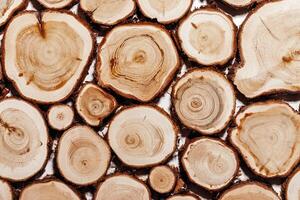 Round Slices of wood timber of juniper tree as natural geometric pattern, abstract nature background. Natural wooden organic textures, monochrome brown beige gradient color, earthy tones, above photo