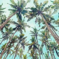 Lush Green leaves of Palm trees view from below under blue clouds sky, travel and relahation concept, abstract nature background, Coconut trees at tropical coast, summer mood, wide angle view. photo