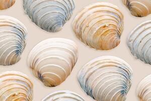 Minimal style pattern seashells beige blue colored on neutral background. Natural Shells of mollusk, summer nautical life style, beauty nature, organic shapes, repeat composition, pastel color photo