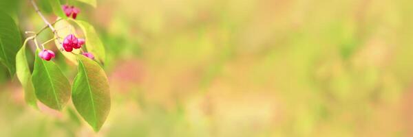 Autumn leaves on beautiful nature bokeh background, wide banner with copyspace, autumn leaf and wild berries close up, bright color fall natural backgrounds wiht empty space, wide panorama photo