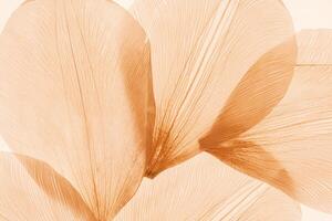 Nature pattern of dry petals, transparent leaves with natural texture as natural background or wallpaper for screen. Macro texture, skeleton flower petal. Monochrome aesthetic beauty of nature. photo