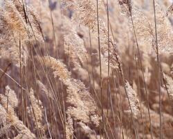 Dry reeds as beauty nature background, reed seeds close up. Abstract natural backdrop. Beautiful pattern with neutral colors. Minimal autumn scene, stylish, trend concept. Soft focus photo