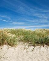 Beach dunes nature view with dune green grass, fine sand and blue clouds sky. Shore of Baltic sea, Russia. Natural summer landscape, view seacoast for rest and travel, nature scenery, photo