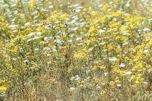 Natural summer grasses and wildflowers, meadow herbs and field bloom plants, wild blossom, white and yellow flower outdoor, nature aesthetics summer scene, wild growth grass, soft focus photo