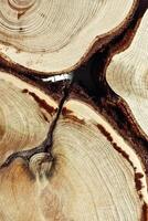 Wooden round wooden slices with bark as texture natural background, sawed wood logs as nature pattern. Cross-section of juniper. Aesthetic texture fon, environmental design, natural surface, photo