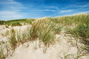 Beach dunes nature view with dune green grass, fine sand and blue clouds sky. Shore of Baltic sea, Russia. Natural summer landscape, view seacoast for rest and travel, nature scenery. photo