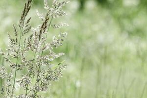Delicate wild grass swaying in sunlit green meadow. Soft natural bokeh in background, tranquil and lightness nature scene. Texture of grass blades and seed heads creating dreamy, minimal aesthetic. photo