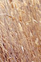 Dry reeds as beauty nature background, reed seeds close up. Abstract natural backdrop. Beautiful pattern with neutral colors. Minimal autumn scene, stylish, trend concept. Selective focus photo