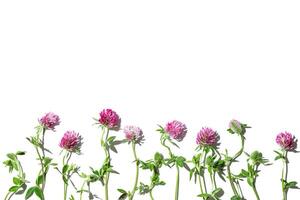 Natural summer floral flat lay, frame from field clover, blossoming flowers trifolium pratense isolated on white background. Summer still life, beautiful blooms, nature design, top view photo