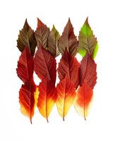 Autumn square pattern of fall leaves isolated on white background, autumnal palette red yellow green gradient colors, leaf of Virginia Creeper. Top view autumn idea of fallen natural leaves photo
