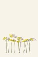 Blossom fresh dill pattern, nature umbrella flowers of herb Dill on beige color. Creative natural aesthetic pattern with spicy herb fennel. Top view green plant, sunlight and shadow, macro, photo