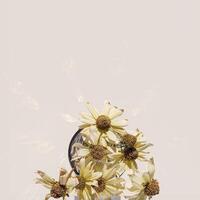 Creative autumn floral flat lay, dried flowers in glass vase, beautiful shadow from sunlight, aesthetic blossoming flower on light background, copy space. Autumnal still life, minimal trend photo