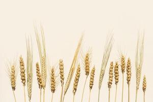 Flat lay with dry ears of wheat, rye, barley on beige background with empty space. Top view ears of cereal crops, wheat grain crop, harvest concept, minimal design, cereals plant with shadow photo