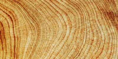 Wooden annual rings texture natural background, waves shape of timber tree as minimal nature pattern, banner. Cross-section of juniper. Wood texture eco-friendly, organic or rustic aesthetics photo