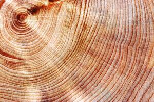 Natural wooden background, close up wood texture annual rings form. Top view of cross section of juniper log, graphic nature organic pattern. Sawed timber close up with tree ring pattern photo