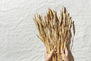 Top view dried ears of cereal crops in woman hands, wheat grain crop on beige textile background, sunlight, copy space. Flat lay with ears of wheat on table, minimal still life, harvest concept photo
