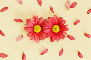 Creative layout with two red flowers with petals around on beige color background. Summer or holiday concept, nature design minimal flat lay. Chrysanthemum daisy blooming fresh flower. photo