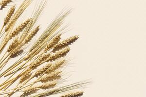 Top view ears of cereal crops with awns, durum wheat, rye, barley grain crop at sunlight on beige background. Flat lay with ears of wheat on table, minimal still life, harvest concept. photo