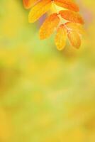 Autumn rowan leaf on beautiful nature blurred yellow background with copy space, golden autumn orange yellow leaf close up, vibrant colors, fall natural backgrounds wiht empty space photo
