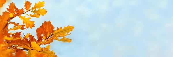 Autumn oak leaves against blur blue sky, wide banner with copyspace, beautiful nature autumn vibrant yellow oak foliage, bright color fall natural panoramic backgrounds wiht empty space, photo