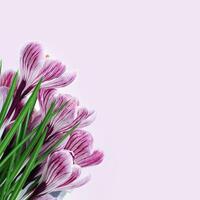 Purple crocuses flower close up on pastel violet background with copy space. Natural fresh blossoming flower of crocus. Springtime first blooms. Minimal floral greeting card. photo