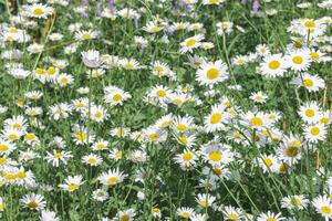 Flowering White wildflowers daisy with soft blurred green leaves background, summer sunlight and bokeh effect. Beautiful flower chamomile close up on field, floral botanical aesthetics nature, photo