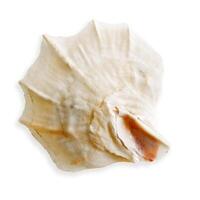 Close up seashell beige white colored, object isolated on white background. Cutout natural Shell of mollusk with soft shadows, beauty nature, organic shape and macro texture details, design element photo