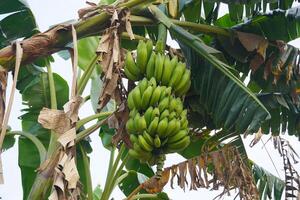 bunch of bananas photo
