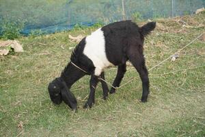 A baby goat is eating grass in a green meadow photo