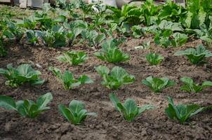 Cabbage grows in the garden, planted in rows. High quality photo