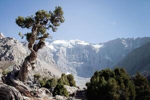 Twisted Juniper Tree stands on Hilly Terrain Lawn next to rocks and cliffs. Mountain peak is visible in background under a clear Blue sky on Sunny day. The plant is twisted in Fan Mountains photo