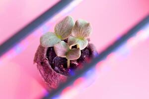 Young Seedling Emerging from Soil, set against striking Pink Backdrop. Soft focus Glowing Light elements highlight themes of growth, nature and renewal, for ecofriendly and botanicalthemed projects photo