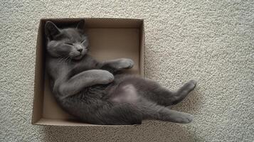 A gray cat laying in a box photo