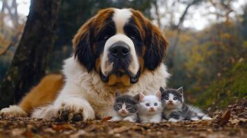 A dog and two kittens laying on the ground photo