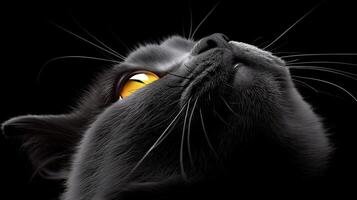 Black cat with yellow eyes looking up photo