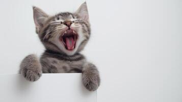 A kitten yawning while sitting on a white wall photo