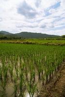 rice paddy field with neat, under a bright sky, green rows with mountain in the background photo