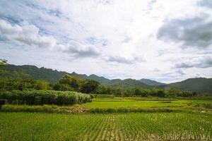 Paddy fields put in by a farmer. beautiful rice field with mountain background, magical view of the farmer creation photo
