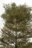 tall old tree in a forest with white sky background, vertical format image photo