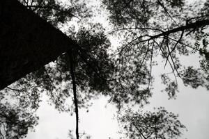 Blurred black and white trees, in forest background and mysterious creepy mood photo