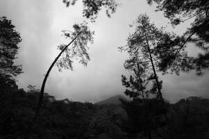 tall trees on the forest with mountain on the background, foggy mysterious jungle nature background photo