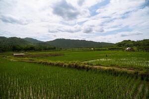 traditional rice paddy field with neat, under a bright sky, green rows with mountain in the background photo