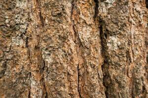 Close up of tree bark in the forest for a natural background. Details of tree trunk with blurred background photo