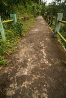 surface of an old bridge in the middle of tropical rain forest in asia, vertical or story format photo